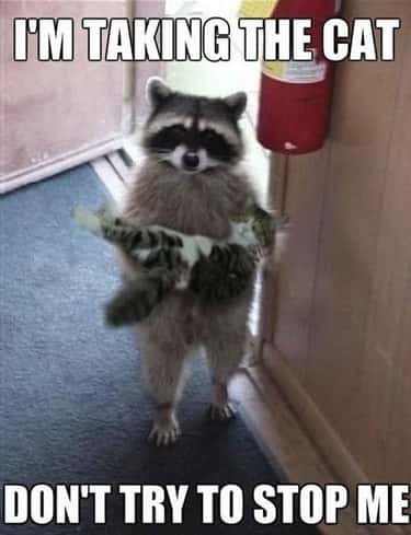 The Best Animal Memes