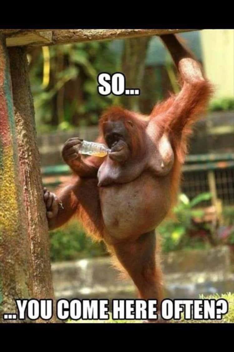 15+ of the Best Memes That Just Monkey Around - Animal Comedy