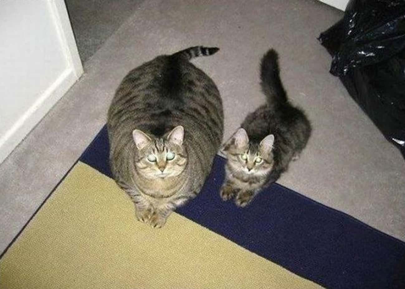 Толстый и худой кот