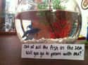 Buy Her a Fish on Random Cute Ways to Ask Someone to Prom