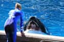 An Orca Closed Its Mouth Around His Trainer's Head on Random Most Awful Incidents to Ever Happen at SeaWorld