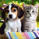 All Cats Were Female and All D... is listed (or ranked) 33 on the list The Silliest Things You Thought Were True as a Kid