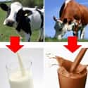 Chocolate Milk Came from Brown... is listed (or ranked) 17 on the list The Silliest Things You Thought Were True as a Kid