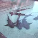 There Were Sharks in the Deep ... is listed (or ranked) 22 on the list The Silliest Things You Thought Were True as a Kid