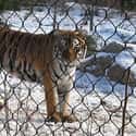 Captive Animals Suffer From “Zoochosis” on Random Secrets Zoos Don't Want You to Know
