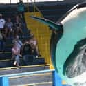 Orcas’ Sunburns Are Covered Up With Black Zinc Oxide on Random Things You Should Know About SeaWorld