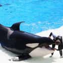 Conditions Are Not Always Safe For Trainers on Random Things You Should Know About SeaWorld