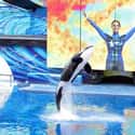 Orcas That Live In Captivity Have Shorter Life Spans on Random Things You Should Know About SeaWorld