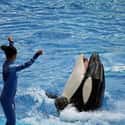 Many Trainers Are Not Animal Experts on Random Things You Should Know About SeaWorld
