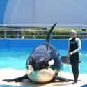 Orcas In Captivity Have Bad Teeth on Random Things You Should Know About SeaWorld