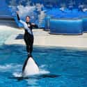 Dawn Brancheau Was Not Tillikum’s First Victim on Random Things You Should Know About SeaWorld