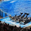 Captive Orcas Are Trained Not to Focus On Food on Random Things You Should Know About SeaWorld