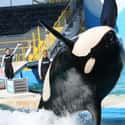 Orcas Can Get Bored on Random Things You Should Know About SeaWorld