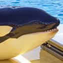 Chlorinated Water Dries Orca Skin And Eyes on Random Things You Should Know About SeaWorld