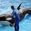 They Keep Orcas Unnaturally Hydrated on Random Things You Should Know About SeaWorld