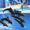 Entertaining Audiences Causes Animal Injuries on Random Things You Should Know About SeaWorld