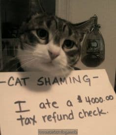 41 Hilarious Cat Shaming Pictures of Guilty Kitties