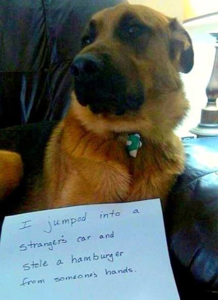 Dog Shaming | Funny Dog Photos