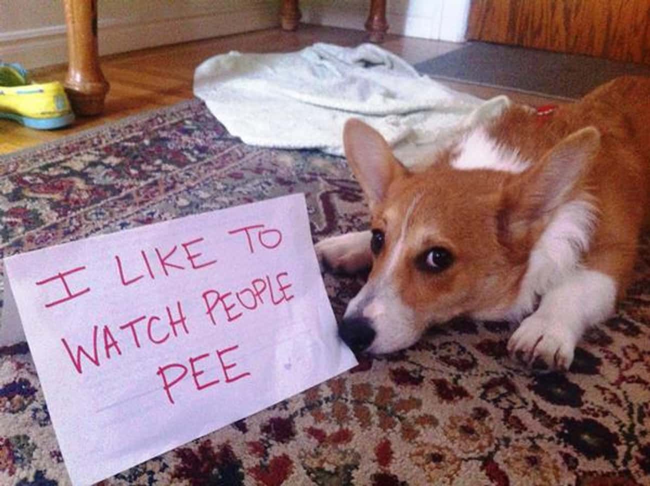 'I Like To Watch People Pee'
