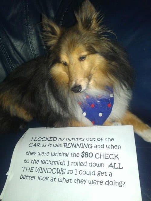 Random Most Hilarious Dog Shaming Photos