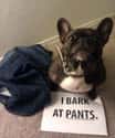'I Bark At Pants' on Random Most Hilarious Dog Shaming Photos