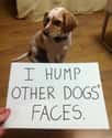 'I Hump Other Dogs' Faces' on Random Most Hilarious Dog Shaming Photos