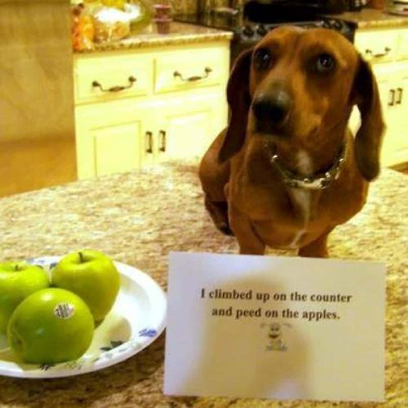 'I Peed On The Apples'