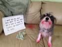 'I Ate A Tube Of Bright Red Lipstick' on Random Most Hilarious Dog Shaming Photos