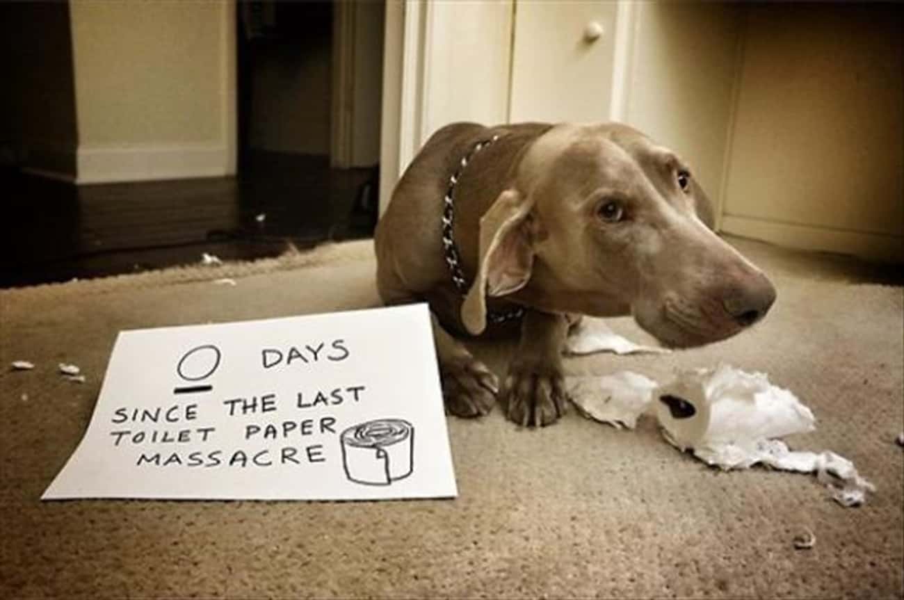 '0 Days Since The Last Toilet Paper Massacre'