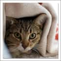 If You Pulled Your Blanket Up ... is listed (or ranked) 1 on the list The Silliest Things You Thought Were True as a Kid