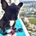 This Puppy That Is Scared of Heights Actually on Random Best of the Rich Dogs of Instagram