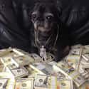 This Dog That Is All, "Great, Now I Have to Go to the Bank" on Random Best of the Rich Dogs of Instagram