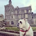 This Dog That Likes the Other Castle Better on Random Best of the Rich Dogs of Instagram