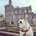 This Dog That Likes the Other Castle Better on Random Best of the Rich Dogs of Instagram