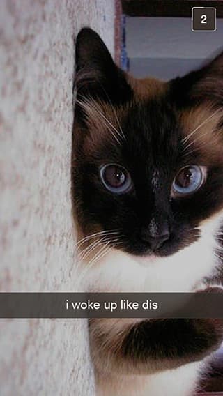 Random Snapchats from Your Cat