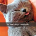 Blatant Selfie Cat Blames Imaginary Bae on Random Snapchats from Your Cat