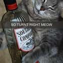 Southern Comfort, Indeed on Random Snapchats from Your Cat