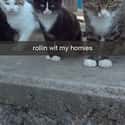 Hood Cat Puts Bros Before Hoes on Random Snapchats from Your Cat