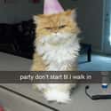 Move Over, Ke$ha on Random Snapchats from Your Cat
