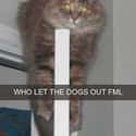 No, Seriously on Random Snapchats from Your Cat