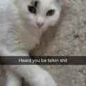 Confrontation Cat Ain't Afraid to Call You Out on Random Snapchats from Your Cat