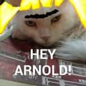 Helga Cat Looking for Her Arnold on Random Snapchats from Your Cat