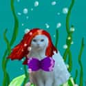 Ariel Cat So Over Life Under the Sea on Random Snapchats from Your Cat