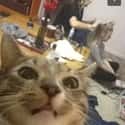 Popular Teen Cat Can't Get Enough of Her Girls on Random Snapchats from Your Cat