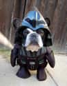 Arf Vader on Random Punniest Dog Names for Your Puppy Pals