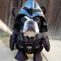 Arf Vader on Random Punniest Dog Names for Your Puppy Pals