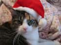 Santa Claws on Random Purr-Fect Cat Name Puns For Your Favorite Furry Friend
