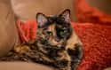 Jerry Flea Lewis on Random Purr-Fect Cat Name Puns For Your Favorite Furry Friend
