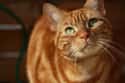 Walter Cron-Cat on Random Purr-Fect Cat Name Puns For Your Favorite Furry Friend