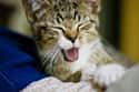 Yawn Quixote on Random Purr-Fect Cat Name Puns For Your Favorite Furry Friend